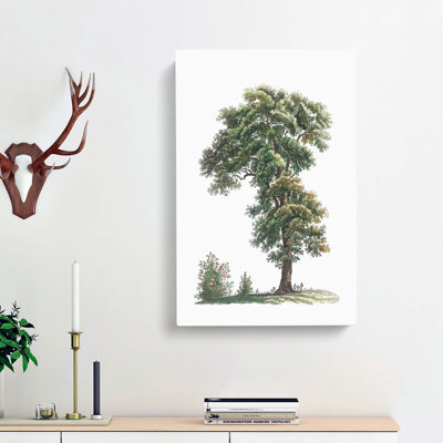 Tree Illustration by Pierre-Joseph Redoute - Wrapped Canvas Painting