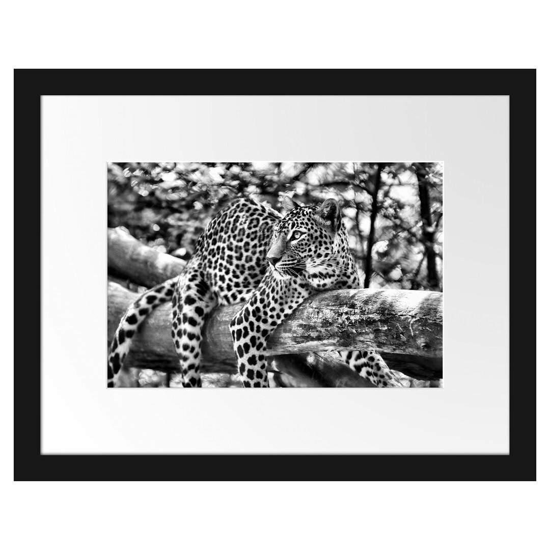 Gerahmtes Poster Leopard auf Ast