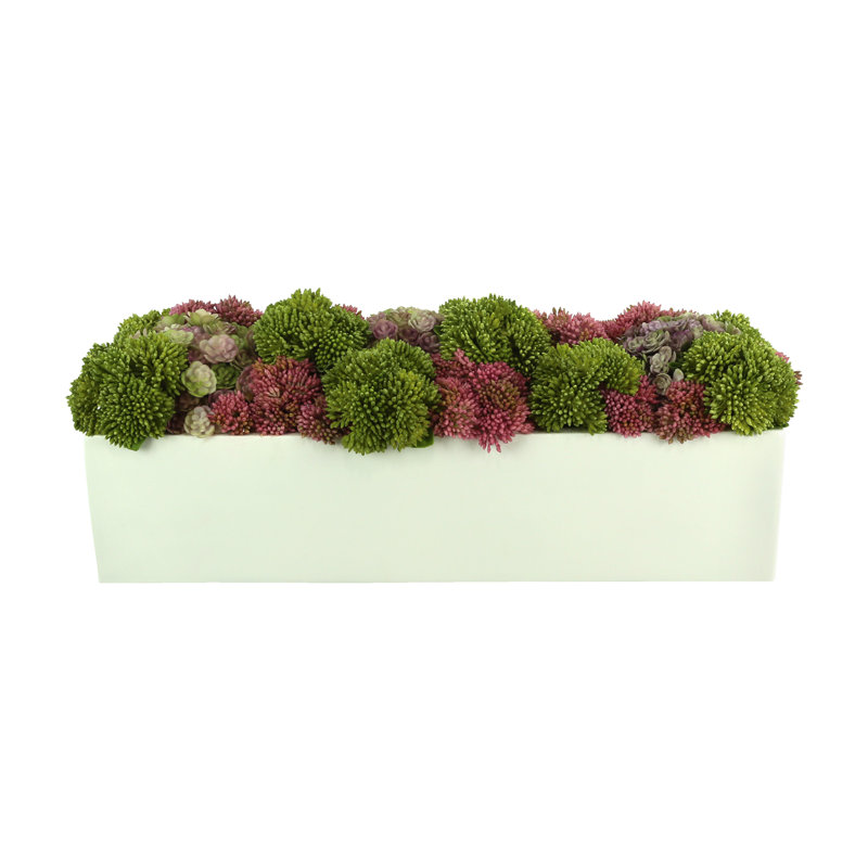 Assortiment de sédums et de plantes grasses dans un pot en fibre de pierre