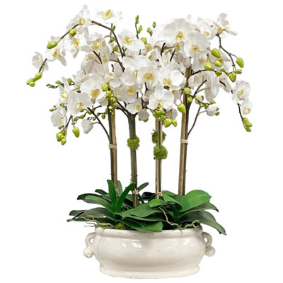 ORCHID IN OVAL CACHE POT