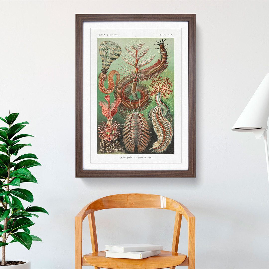 Chaetopoda Worms by Ernst Haeckel - Framed Print