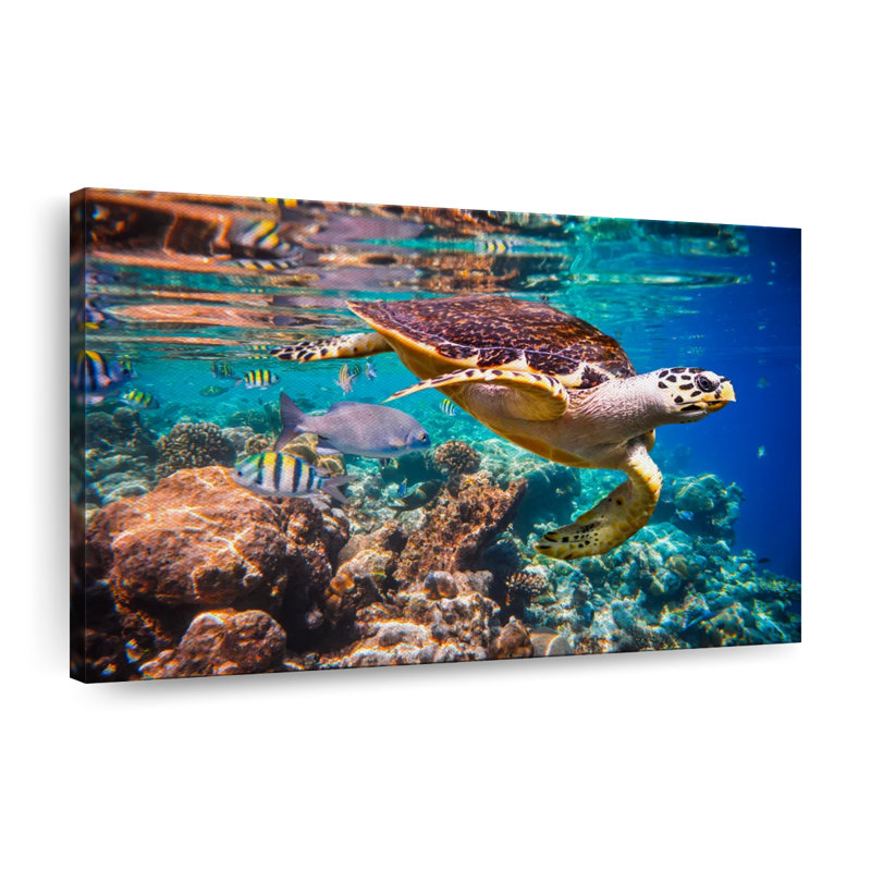 Impression sur toile Vivid Sea Life, H 8 po x l 12 po x P 1 po