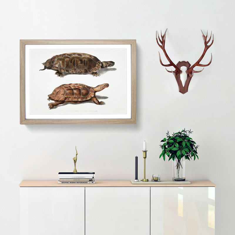 Two Terrapins by John Edward Gray - Picture Frame Painting Print, Oak Framed, 36cm H x 48cm W x 2cm D