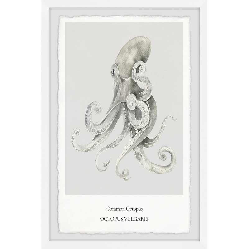 Octopus Vulgaris - Single Picture Frame Print, 91cm H x 61cm W x 3.81cm D
