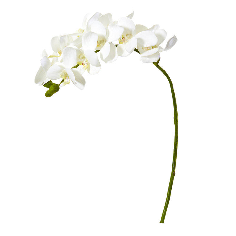 Tige d'orchidée, Blanc