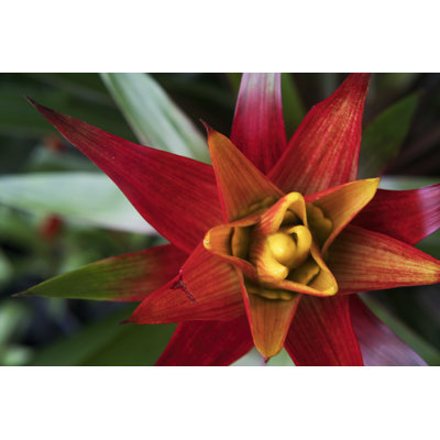Bromeliad Burst I
