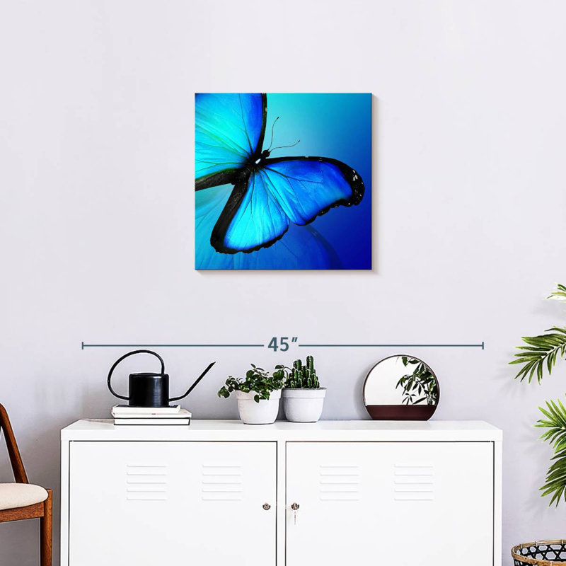 Brampt brillant Morpho papillon