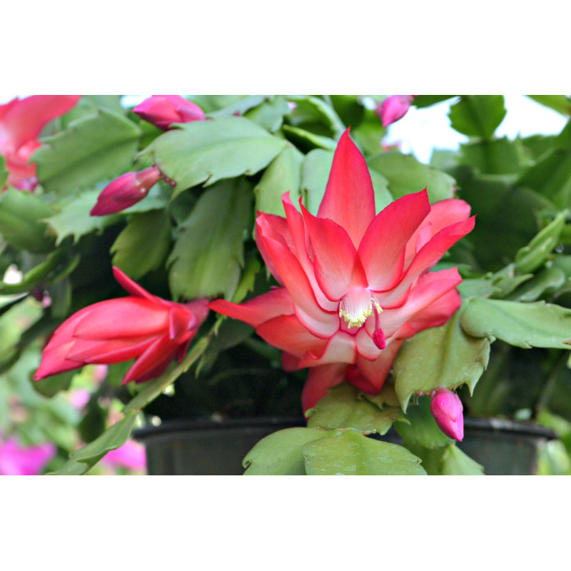 Live Holiday Cactus Plant in Gold Pot