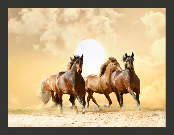 Horse at a Gallop 154cm x 200cm Wallpaper, 400 cm x 309 cm