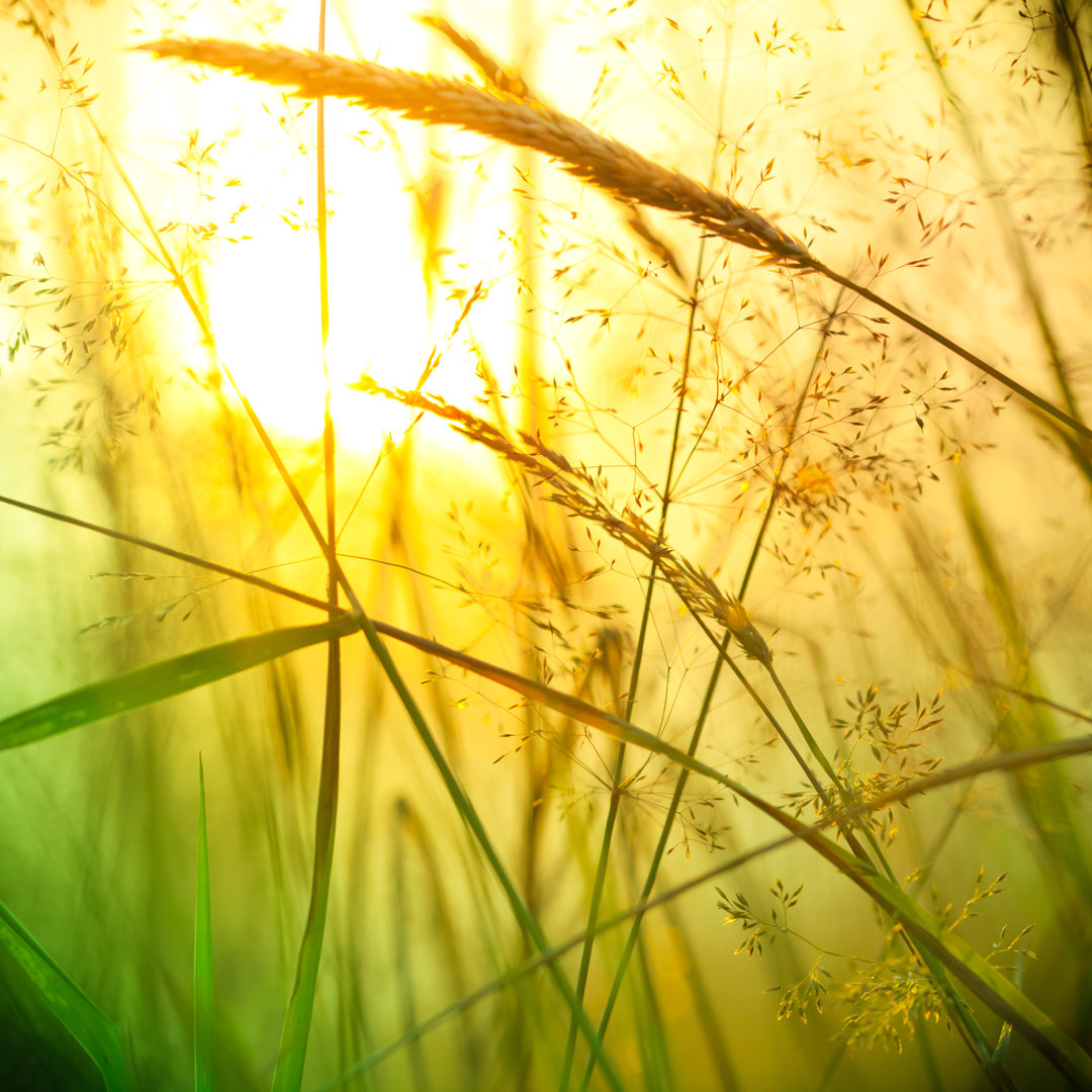 Silhouette Of Wildflowers von Pawel.gaul - Leinwanddrucke