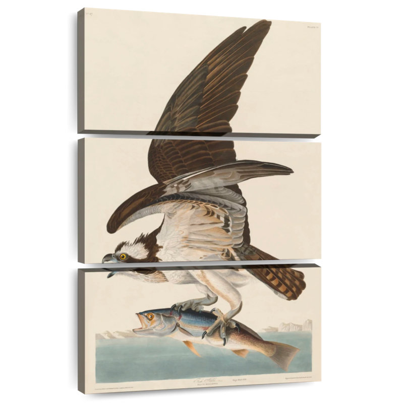 Brampt Osprey And Weakfish, 32'' H x 20'' W