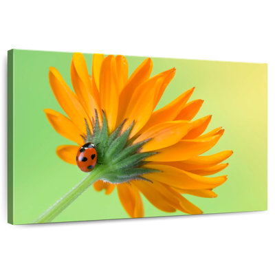 Ladybug Climbing Flower