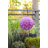 Soji 12'' Solar Powered Integrated LED Outdoor Lantern-92541103
