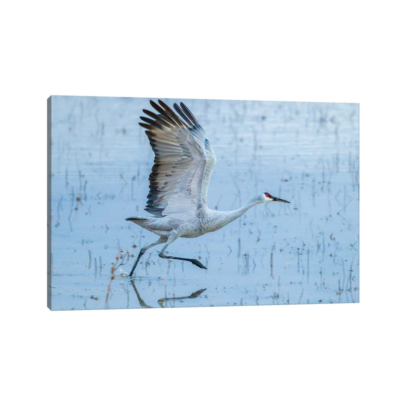 USA, New Mexico, Bosque Del Apache National Wildlife Refuge. Sandhill crane taking flight. 1 Piece Wrapped Canvas Wall Art