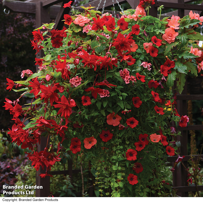 Hanging Planter