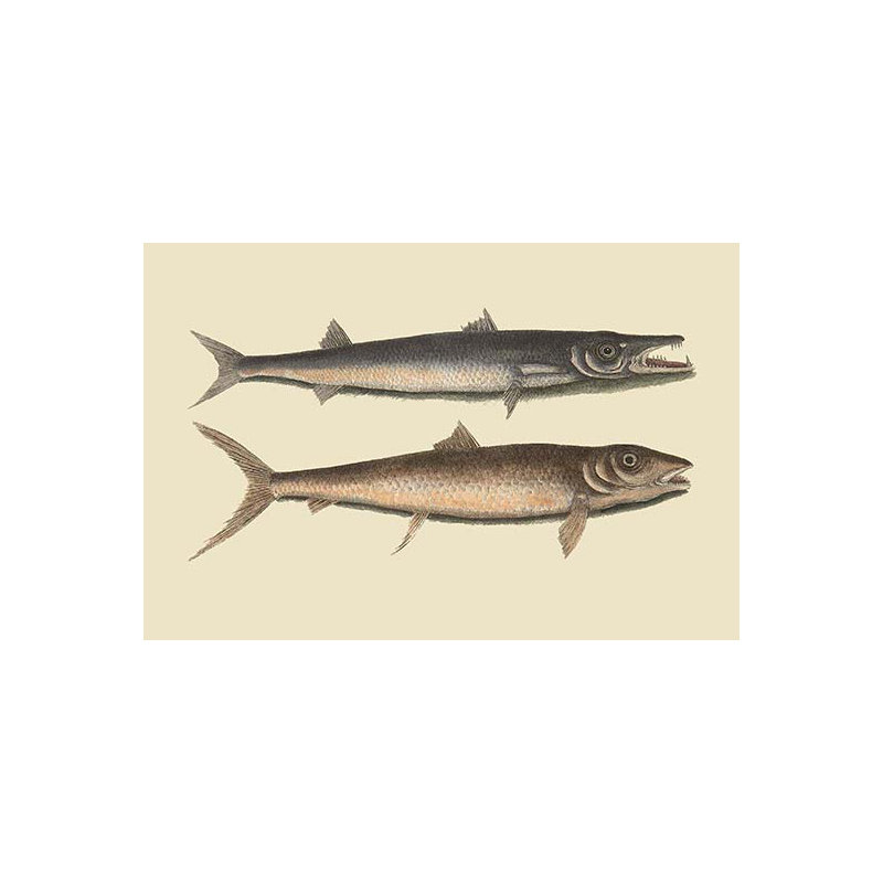 Barracuda-impression d’art graphique, H 24 po x l 36 po x P 1,5 po