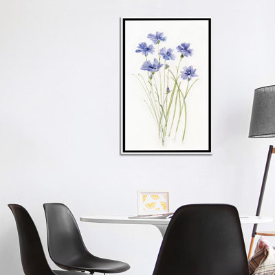 «Dicat Botanical Cornflower» par Sally Swatland - reproduction d'art