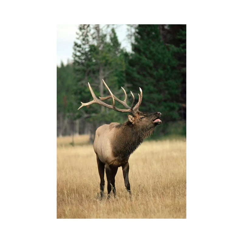 Elk Male Bugling During Rut In The Fall, Yellowstone National Park, Wyoming by Michael Quinton - Wrapped Canvas Print