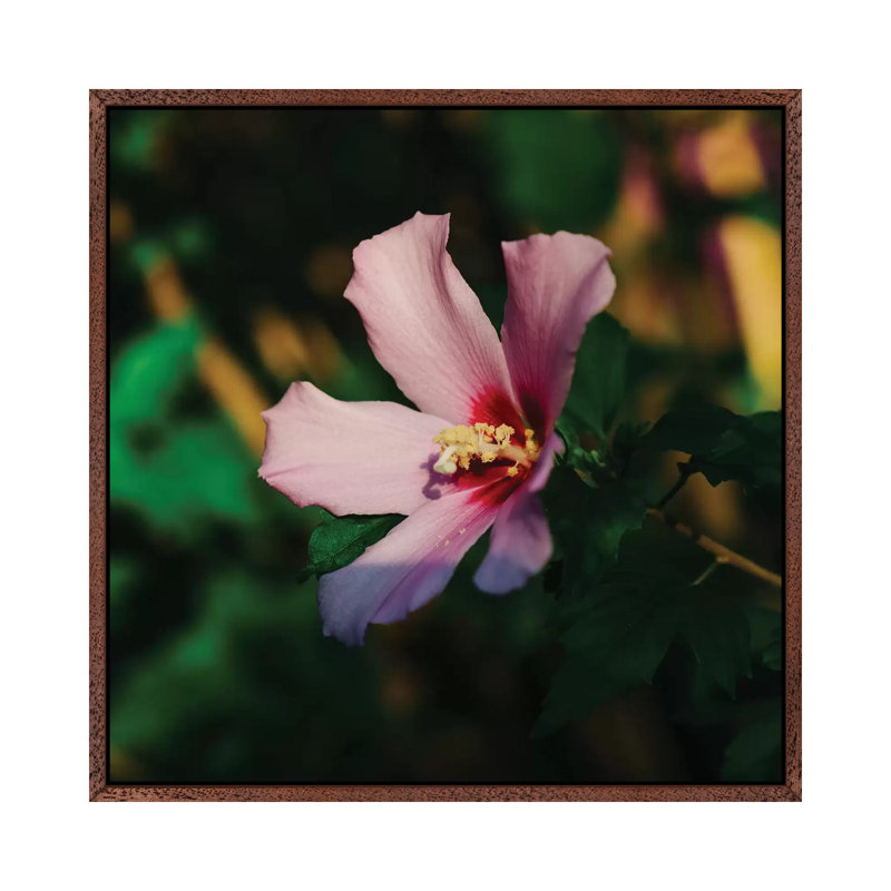 Charleston Blooms VI by Bethany Young - Print on Canvas, 66.04cm H x 66.04cm W x 3.81cm D, Classic Brown Wood Framed