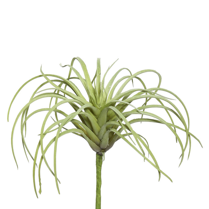 Jet tillandsia