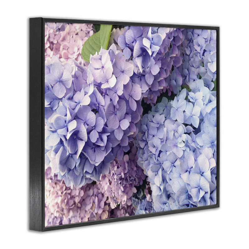 Pastel hortensia pétales de fleurs, estampe numérique par Lil 'Rue, Giclée encadrée noir minuit, H 24 po x l 30 po x P 1,5 po