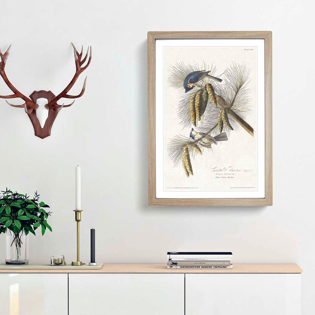 Crested Titmouse Birds by John James Audubon - Framed Print