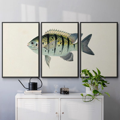 Collection de poissons tropicaux VI 3 pièces