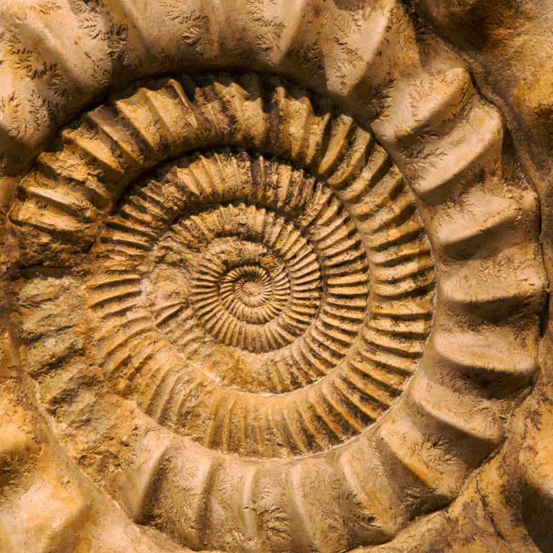 Fossil Ammonite - Wrapped Canvas Print, 51cm H x 51cm W x 3.8cm D