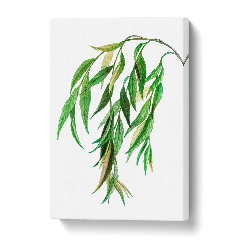 Weeping Willow Tree Branch by Pierre-Joseph Redoute - Wrapped Canvas Painting, 50.8 cm H x 35.6 cm W