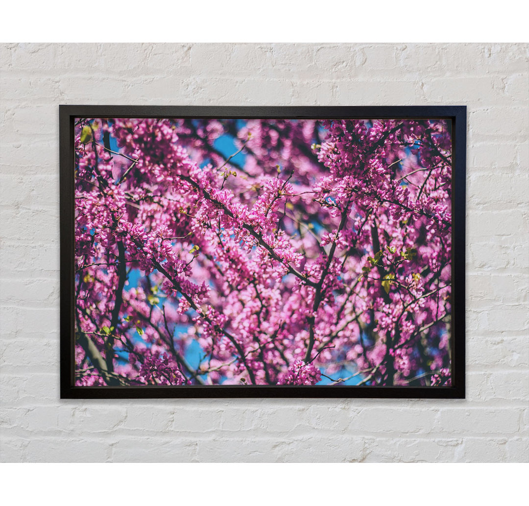 Tree Blossom Flowers On A Blue Sky - Einzelner Bilderrahmen Kunstdrucke auf Leinwand