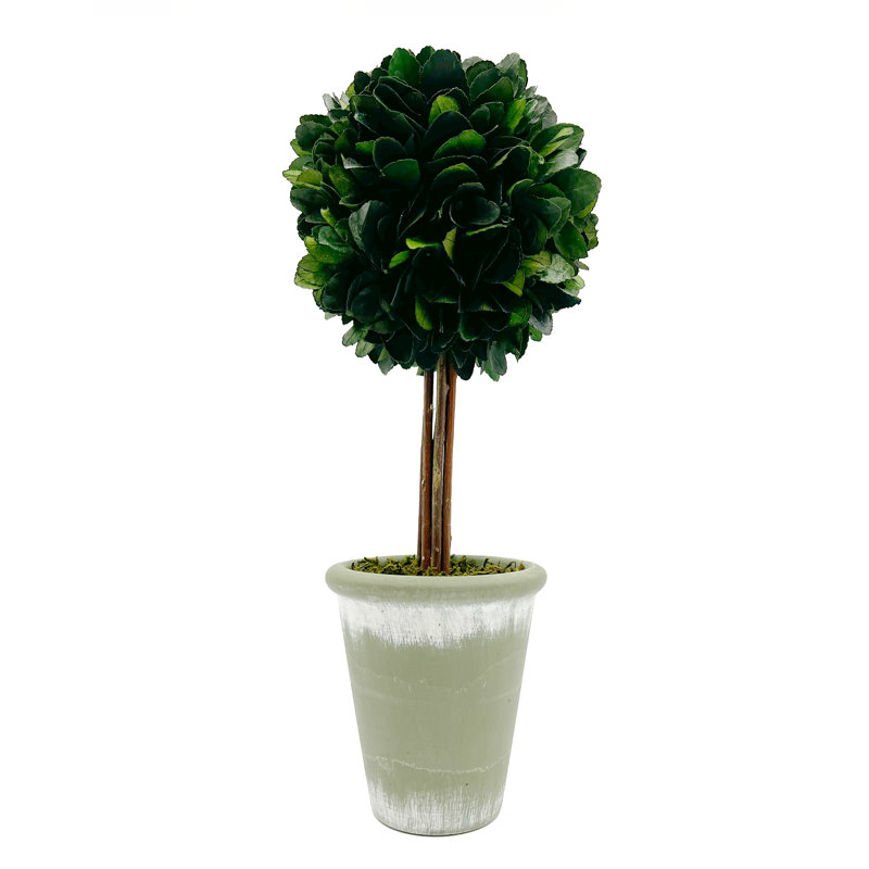 Paire de plantes topiaires en pot de buis préservé de 17 po