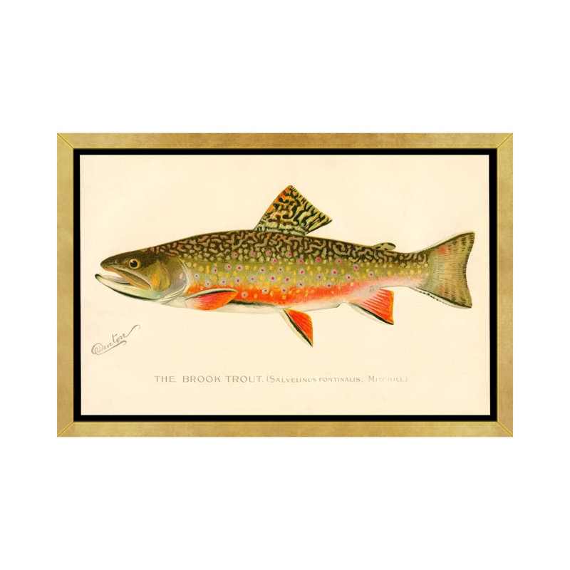 The Brook Trout - impression d'art graphique, H 40 po x l 60 po x 1,5 po, Toile encadrée d'or