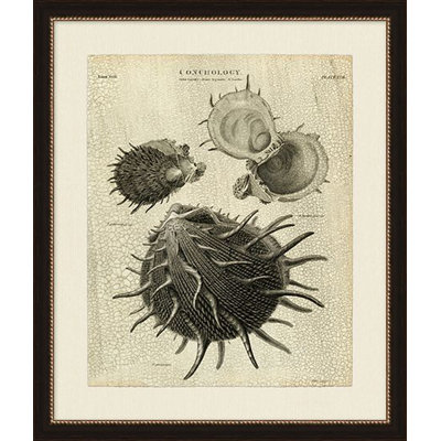 Conchology I Print