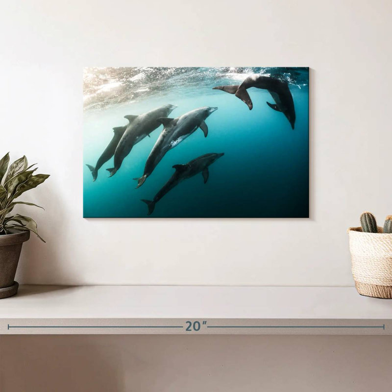 Brampt Dolphin Playmates, 8" H x 12" W