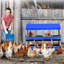 Spacieuse boîte de nidification pour poulets en métal à 8 compartiments - conception roulante pour des œufs propres, couvercle amovible, ventilé, avec support - bleu