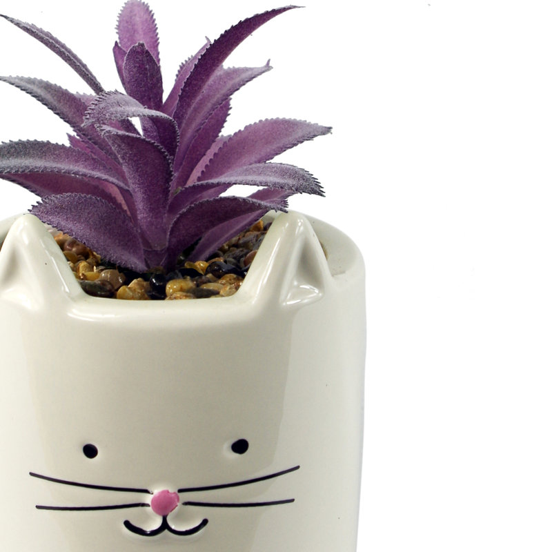 Annistin 18cm Plant