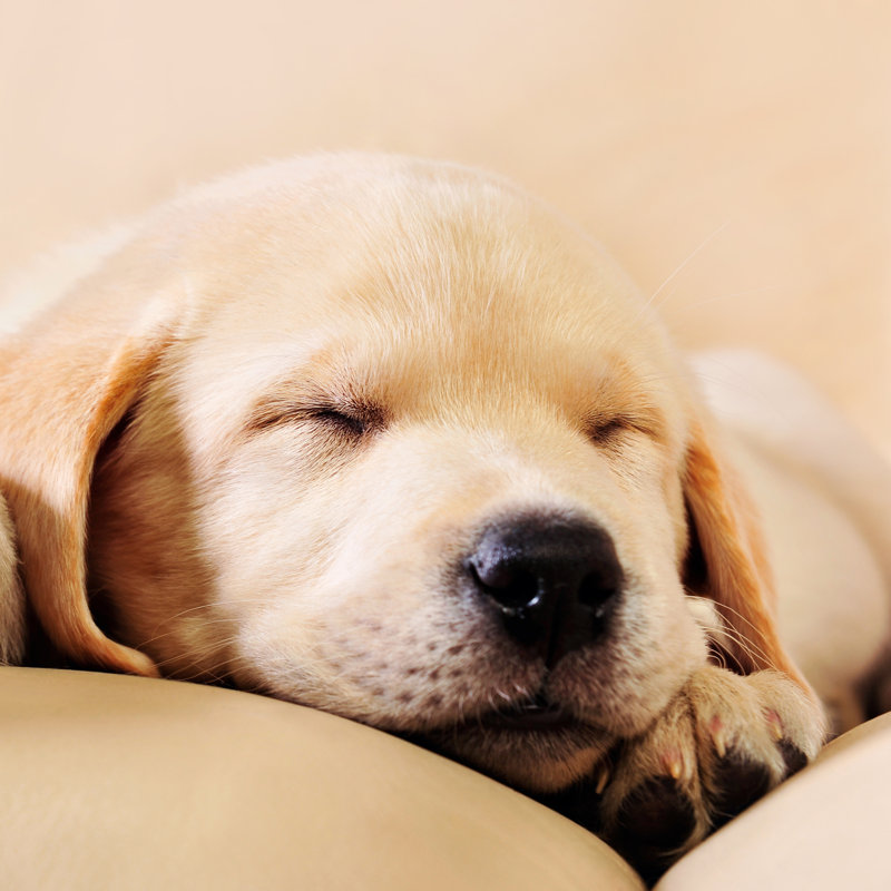 Adorable Little Dog Sleeping On Sofa by Hasloo - Wrapped Canvas Print, 30.48cm H x 30.48cm W