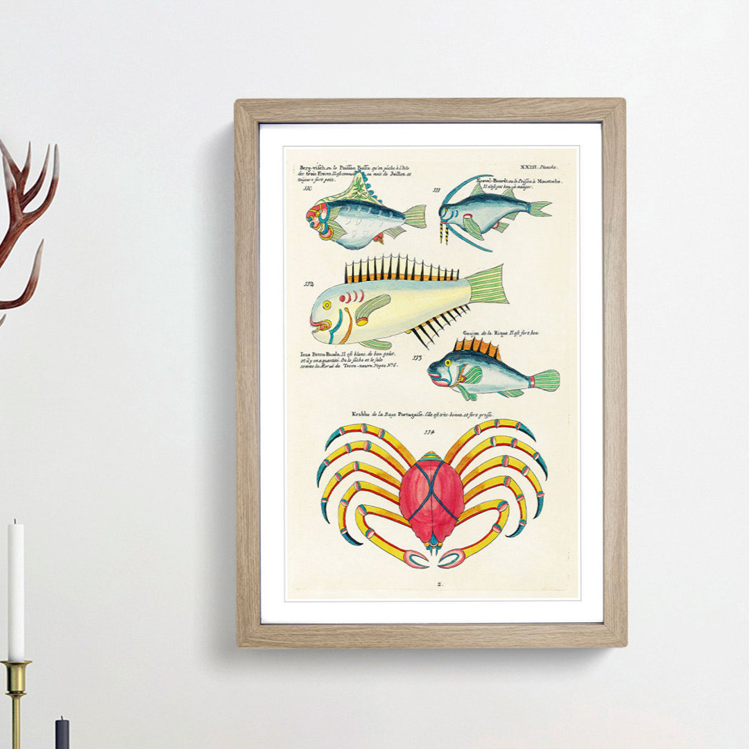East Indies Fish & Crab Illustrations XXIII by Louis Renard - Picture Frame Painting Print