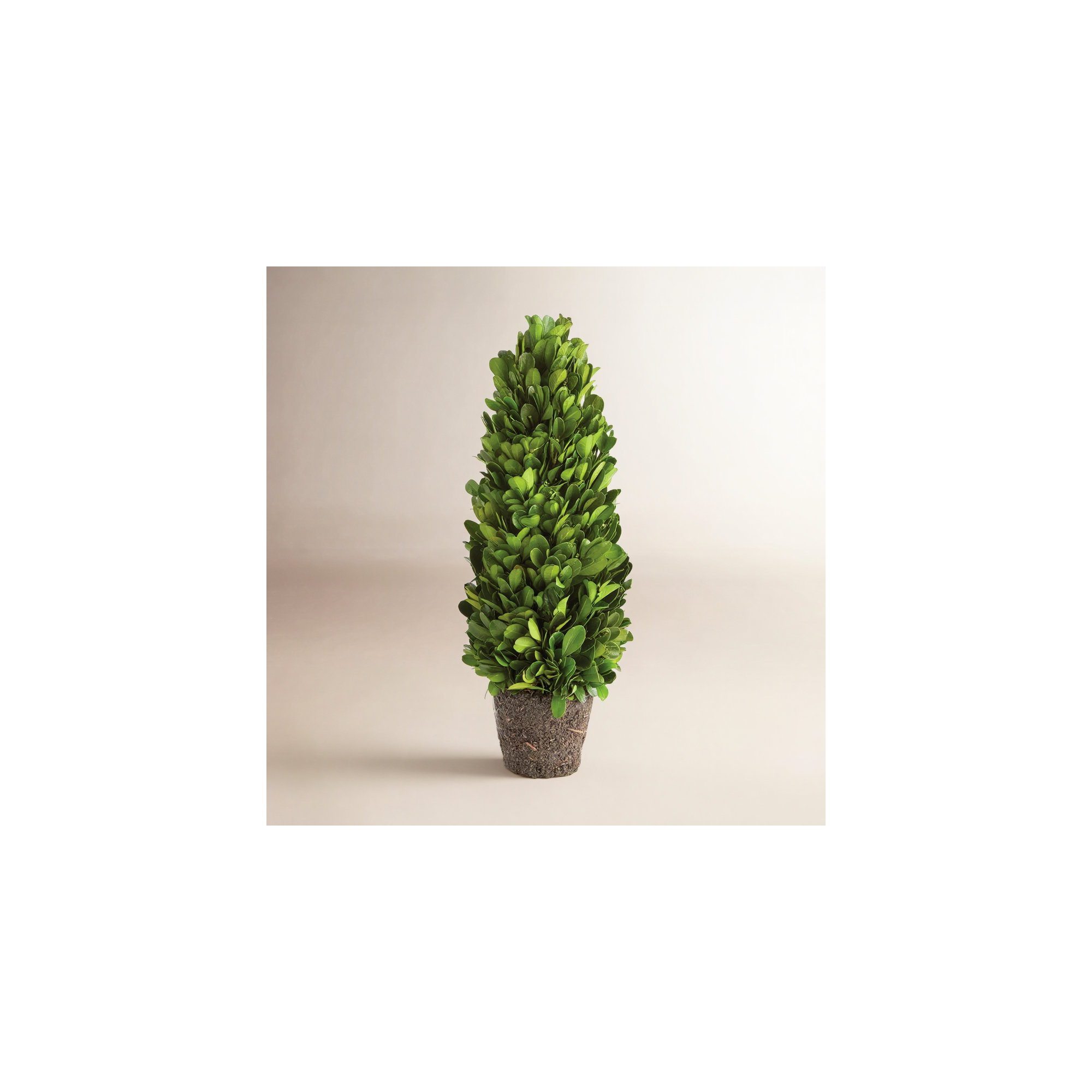 Alby Faux Plant, 12" H x 4" W x 4" D
