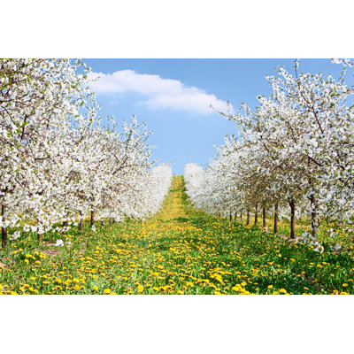 Blooming Apple Trees - Wrapped Canvas Print