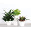 Plant in Pot-898924730