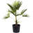 American Plant Exchange Windmill Palm Tree, 10-Inch Pot, Cold-Hardy Landscape Plant, Withstands Down to Zero Degrees F