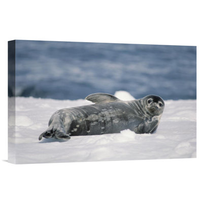 " Weddell Seal Pup, Half Moon Island, South Shetland Islands, Antarctica "