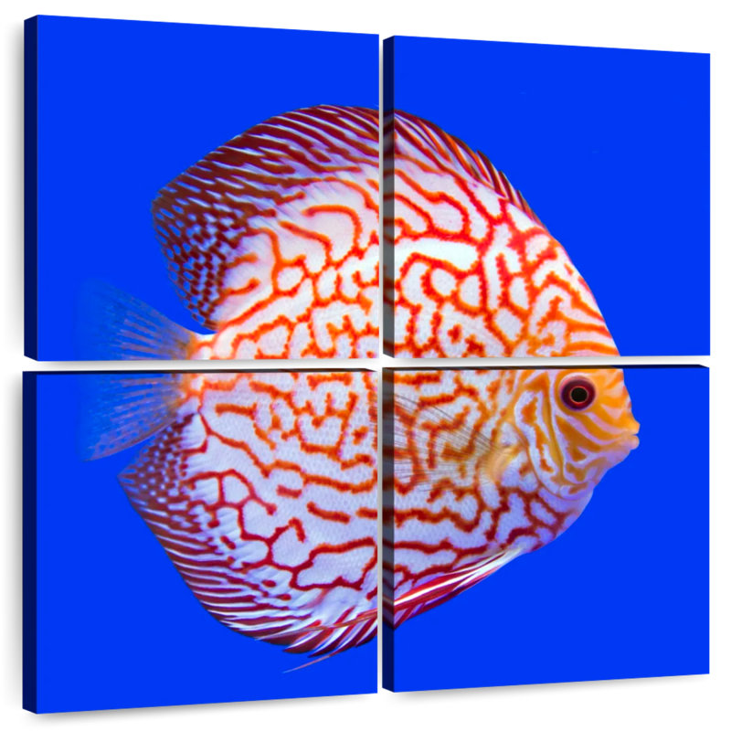 Brampt Exotic Discus Fish