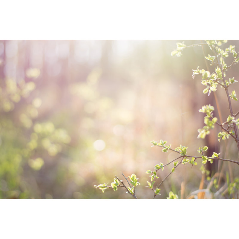 Springtime by Fodor90, 8" H x 12" W