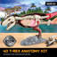 Ensemble Anatomy T-Rex