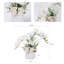 Roudy Arrangement-1752414518