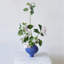 Vase sculpté indigo
