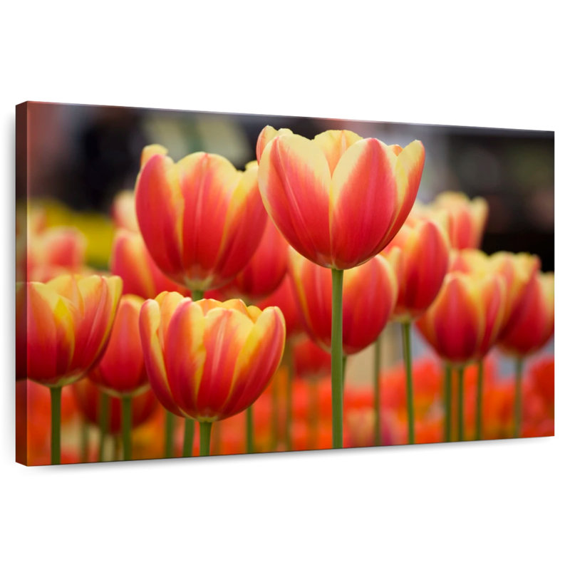 Harnek Darwin Hybrid Tulips, 34" H x 51" W