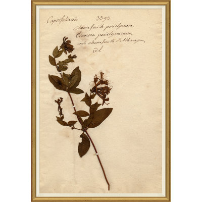 «Herbarium 5», peinture sur cadre